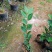 茶花苗，赤丹，香妃，金花茶，四季茶花福建龙岩永福基地直销