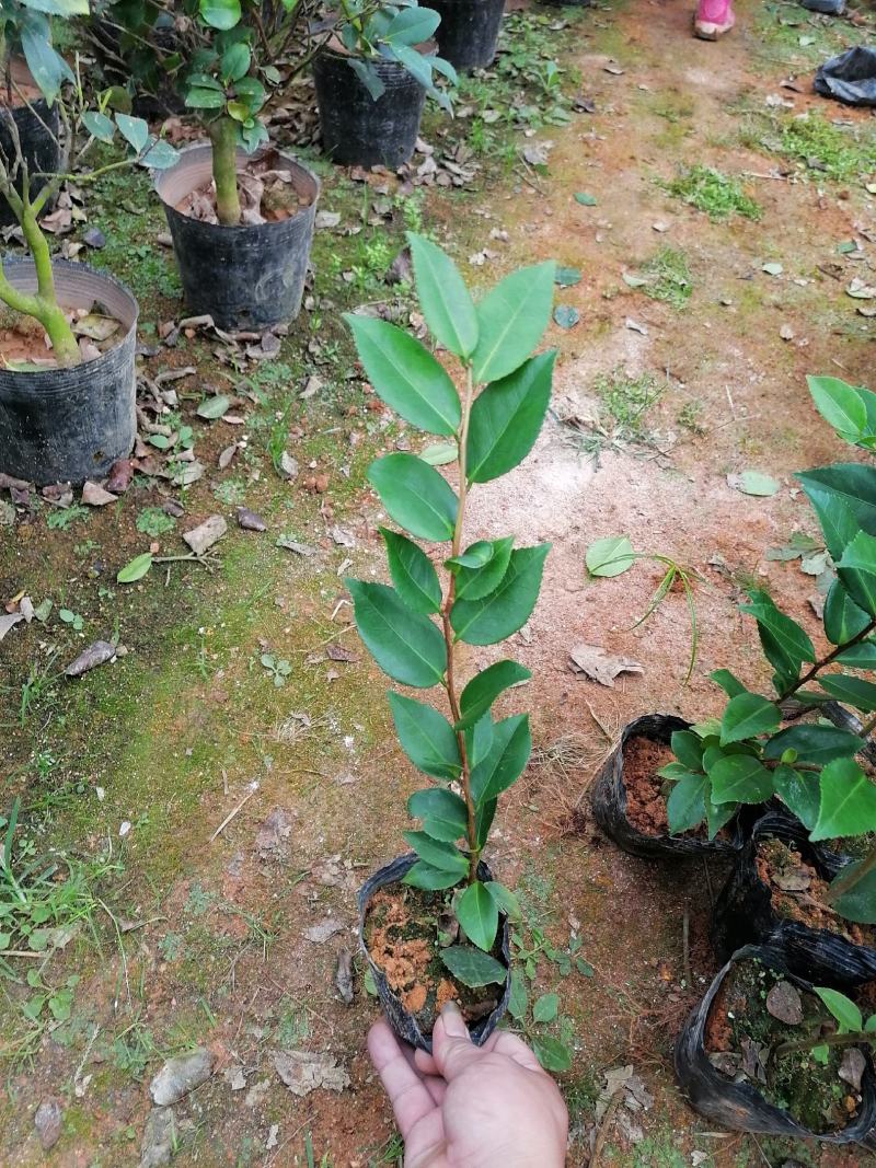 茶花苗，赤丹，香妃，金花茶，四季茶花福建龙岩永福基地直销