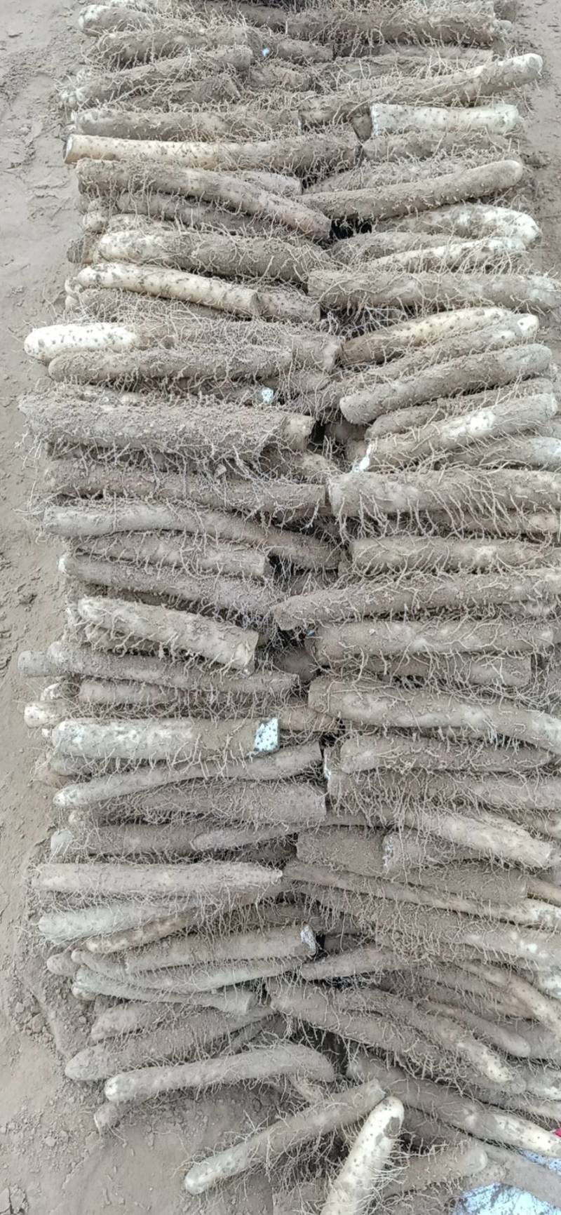 内黄麻山药大量上市要的联系，条形好价格便宜