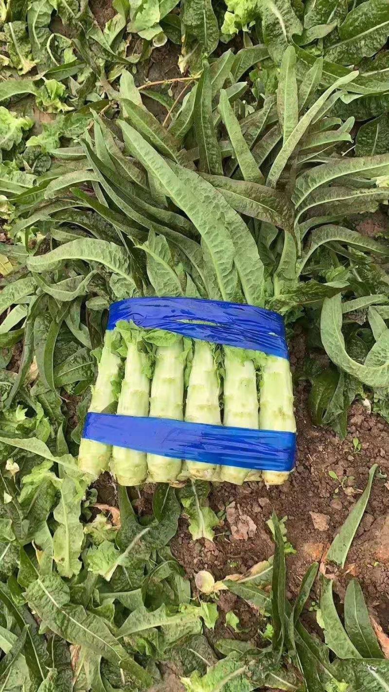 【现货】山东郯城尖叶莴苣，基地直供，实力代办，量大优惠