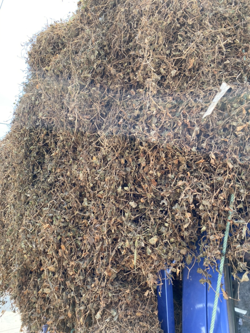 湖北当阳鱼腥草叶鱼腥草干货鱼腥草干叶子基地直供