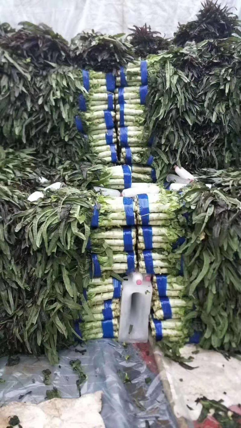 红叶香莴苣精品莴笋，产地直发，实力代办，量大优惠