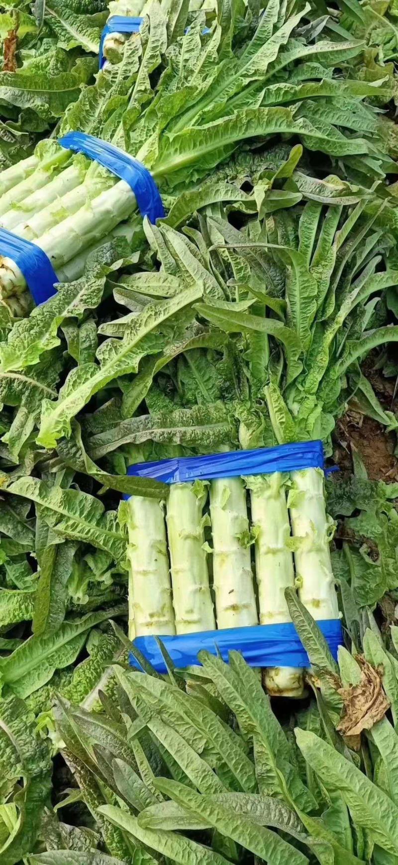红叶香莴苣精品莴笋，产地直发，实力代办，量大优惠