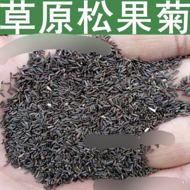 紫松果菊种子草原松果菊种子紫锥花景观花卉花海种子多