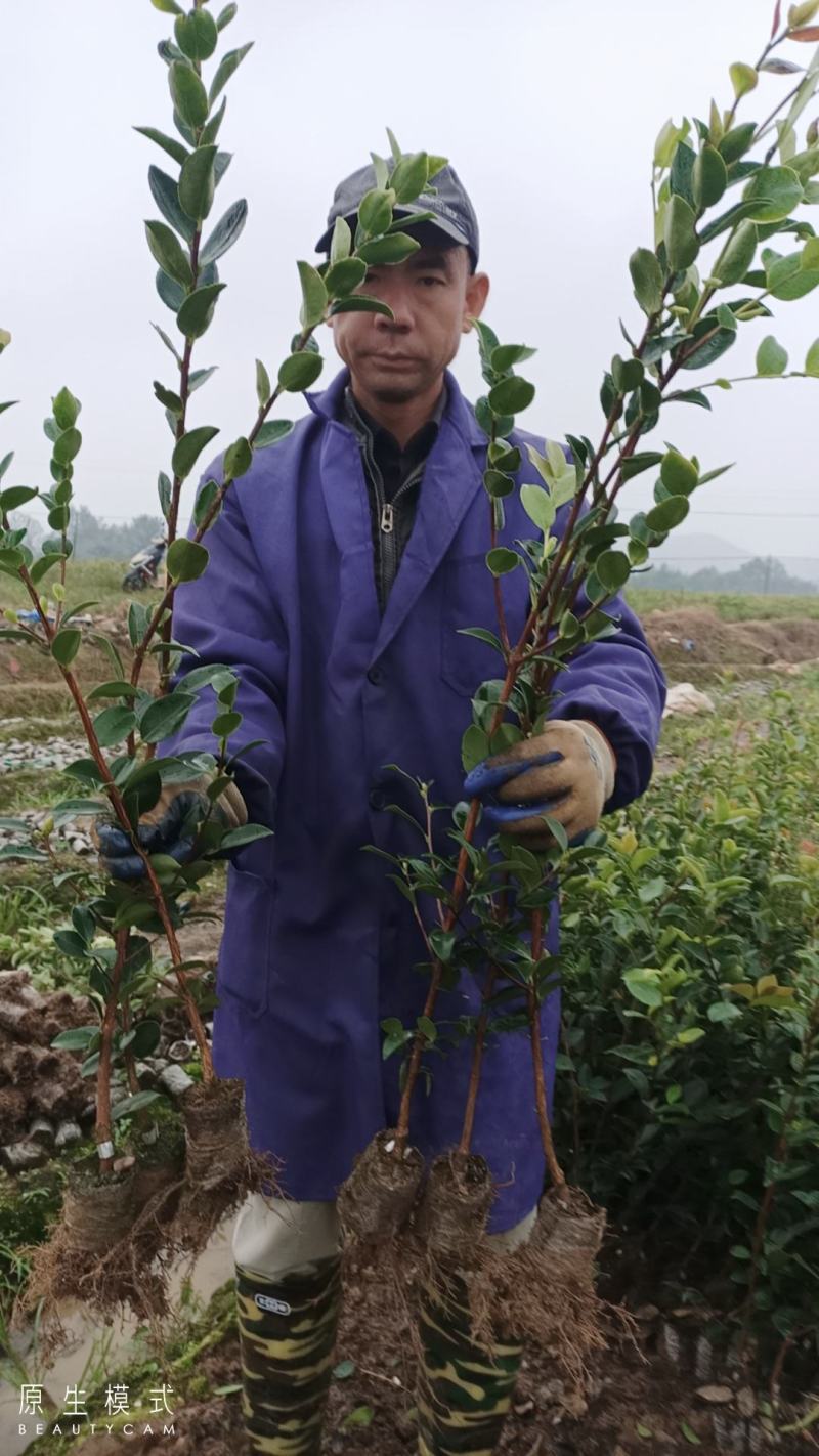 长林系列高产嫁接油茶苗年营养杯苗、轻基质杯苗皮溥出油率高