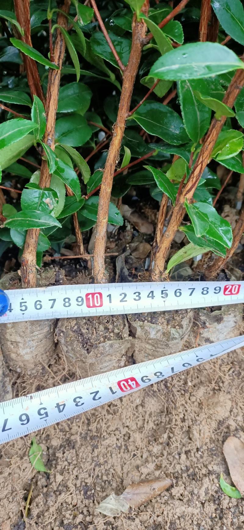 长林系列高产嫁接油茶苗年营养杯苗、轻基质杯苗皮溥出油率高