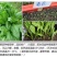将军菊苣种子鸡鸭鹅鱼兔爱吃蛋白质含量高
