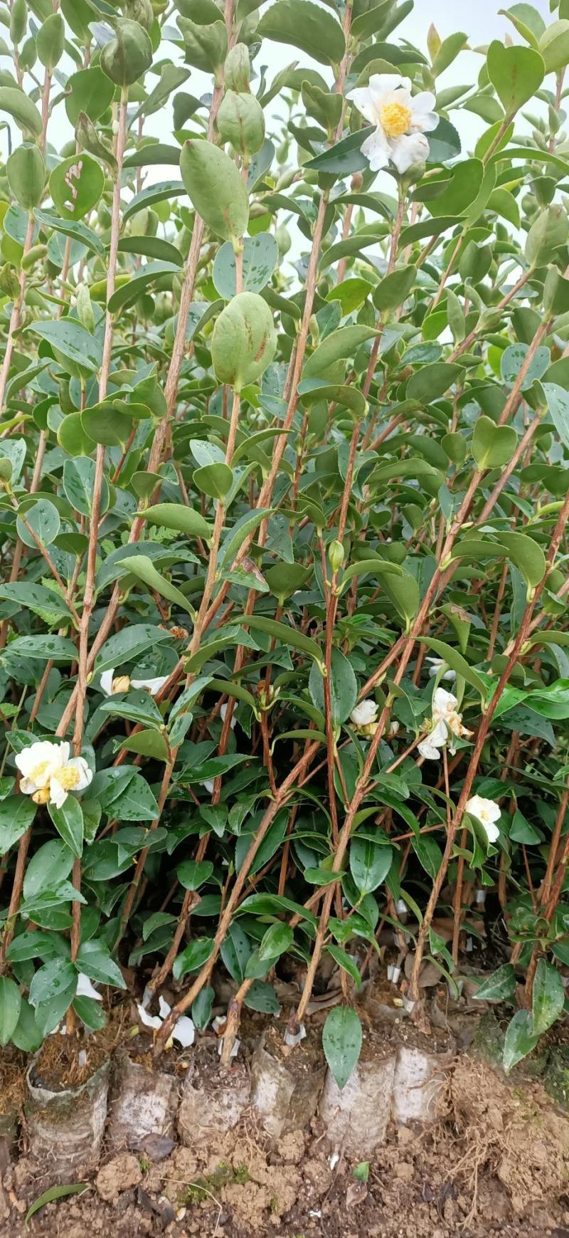 长林系列高产嫁接油茶苗年营养杯苗、轻基质杯苗皮溥出油率高