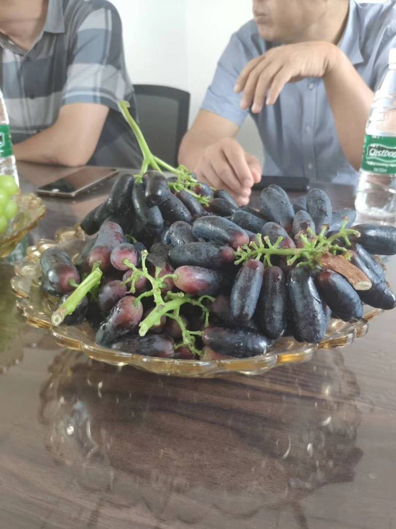 甜蜜蓝宝石葡萄树苗含糖30%口感好产量高基地现挖现发
