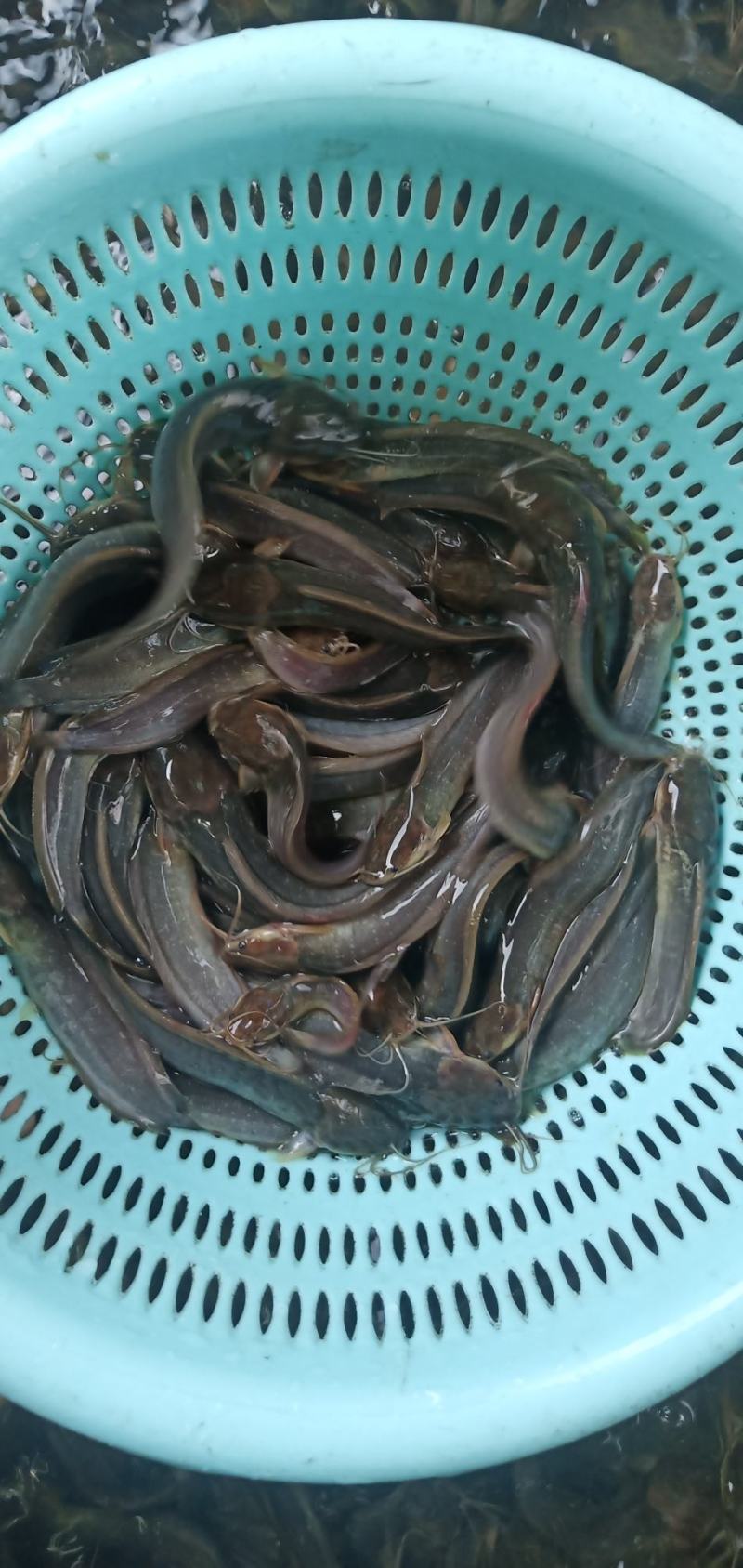 三黄塘鲺苗（塘角鱼苗）