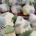 白花菜已上市质优价廉。欢迊新老客户预购前来定购。