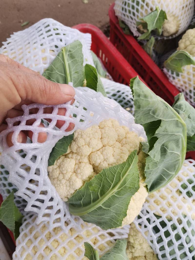 白花菜已上市质优价廉。欢迊新老客户预购前来定购。