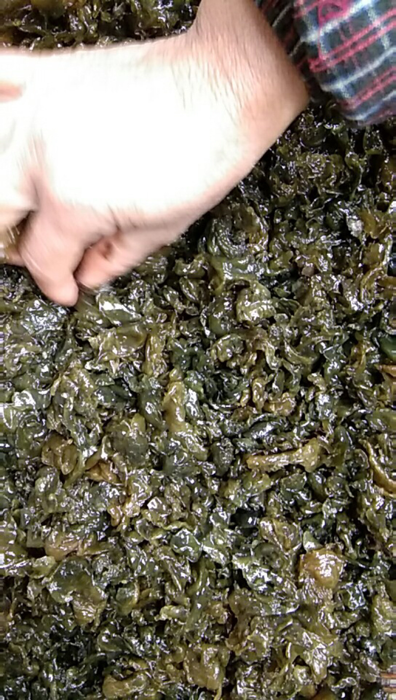 地木耳，地皮菜，地软，地皮菇，野生鲜货一手货源