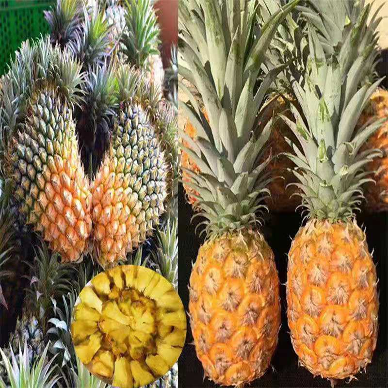 新品红皮地菠萝苗凤梨苗盆栽果树苗四季种植苗南方北方种植