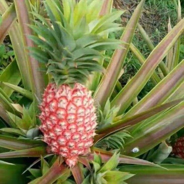 新品红皮地菠萝苗凤梨苗盆栽果树苗四季种植苗南方北方种植