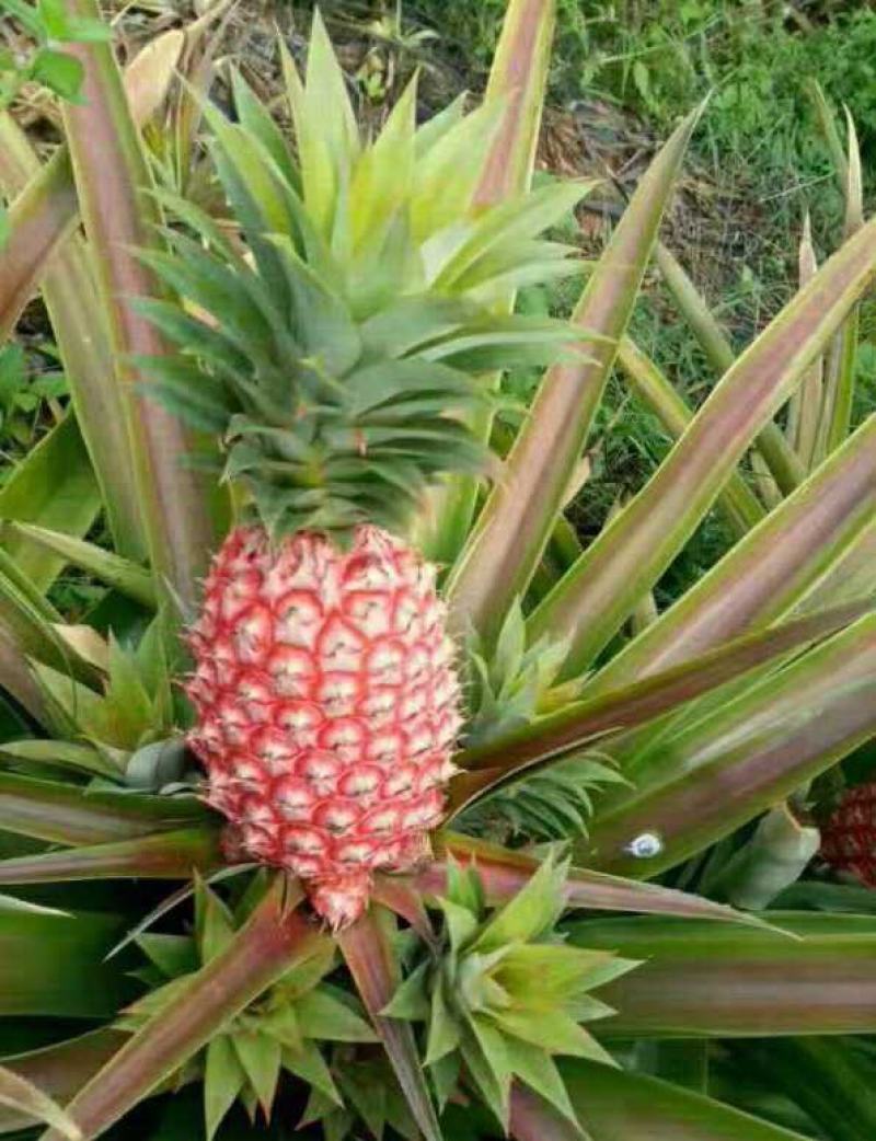 新品红皮地菠萝苗凤梨苗盆栽果树苗四季种植苗南方北方种植