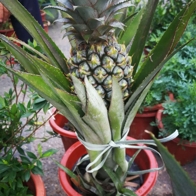 新品红皮地菠萝苗凤梨苗盆栽果树苗四季种植苗南方北方种植