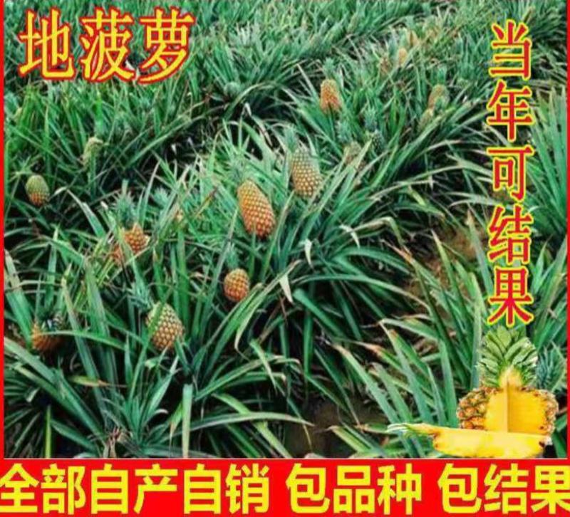 新品红皮地菠萝苗凤梨苗盆栽果树苗四季种植苗南方北方种植