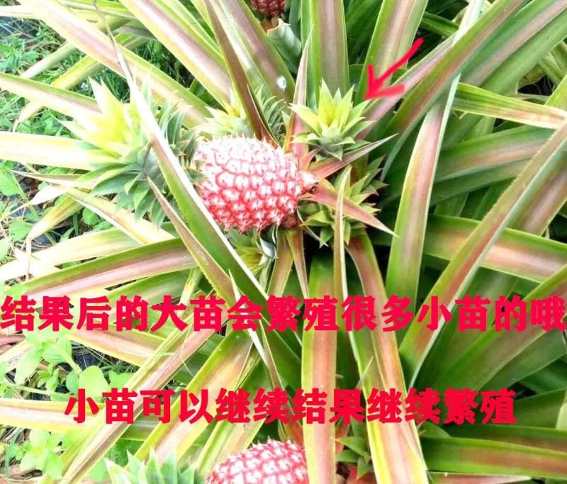 新品红皮地菠萝苗凤梨苗盆栽果树苗四季种植苗南方北方种植