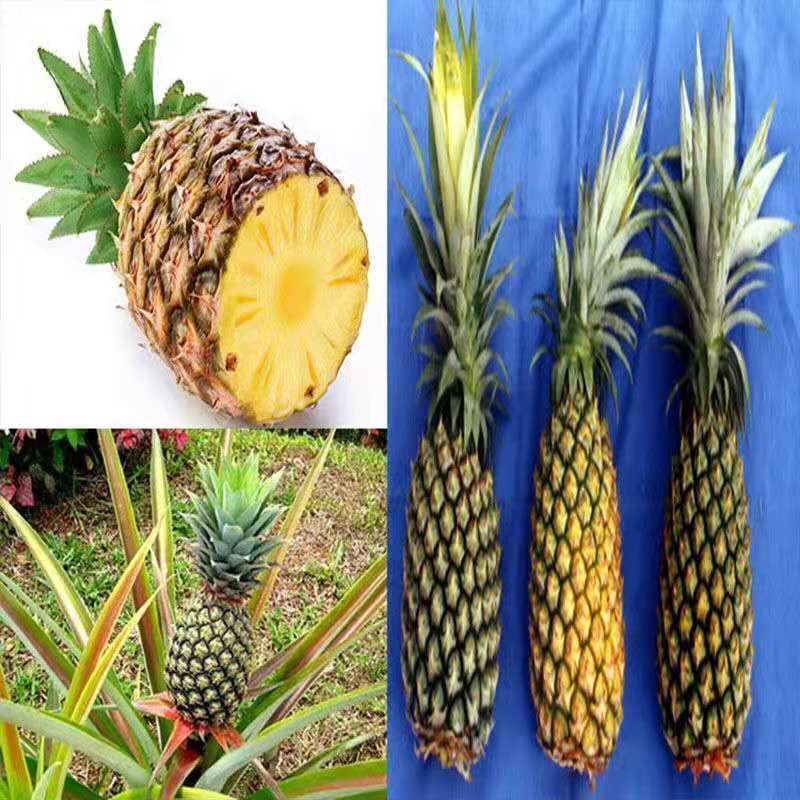 新品红皮地菠萝苗凤梨苗盆栽果树苗四季种植苗南方北方种植