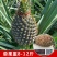 新品红皮地菠萝苗凤梨苗盆栽果树苗四季种植苗南方北方种植