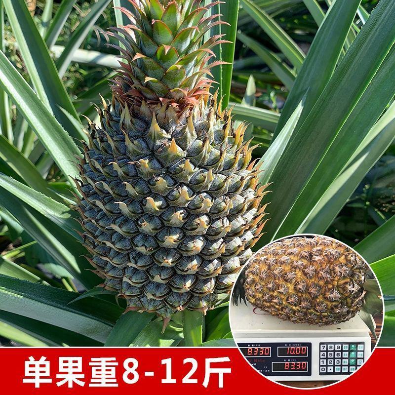 新品红皮地菠萝苗凤梨苗盆栽果树苗四季种植苗南方北方种植