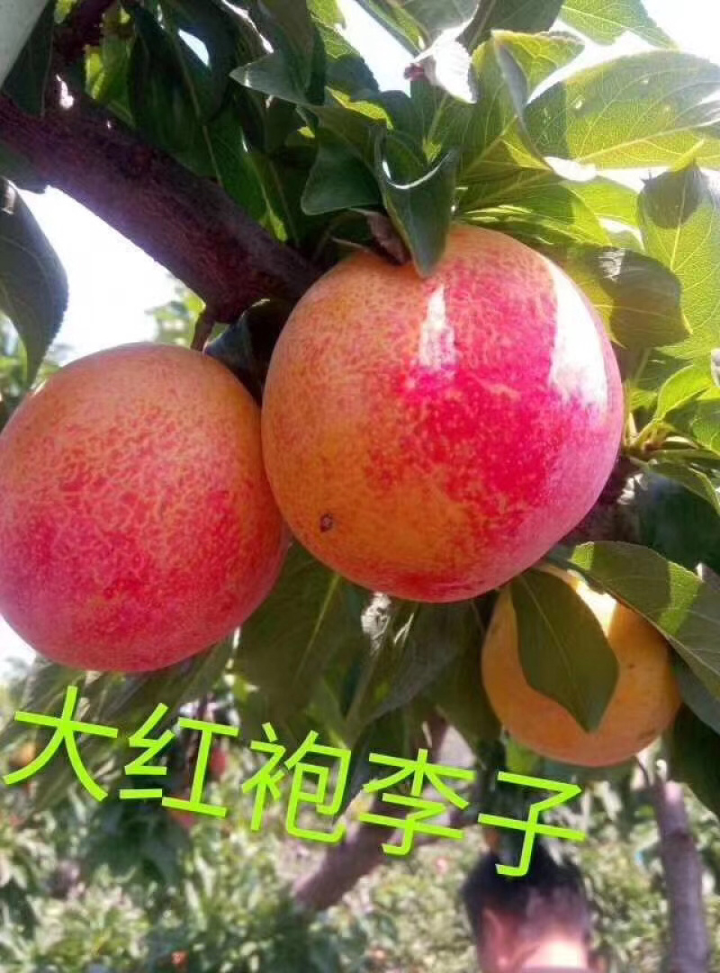 河北秦皇岛昌黎县大红袍、法蓝西、国丰等李子苗