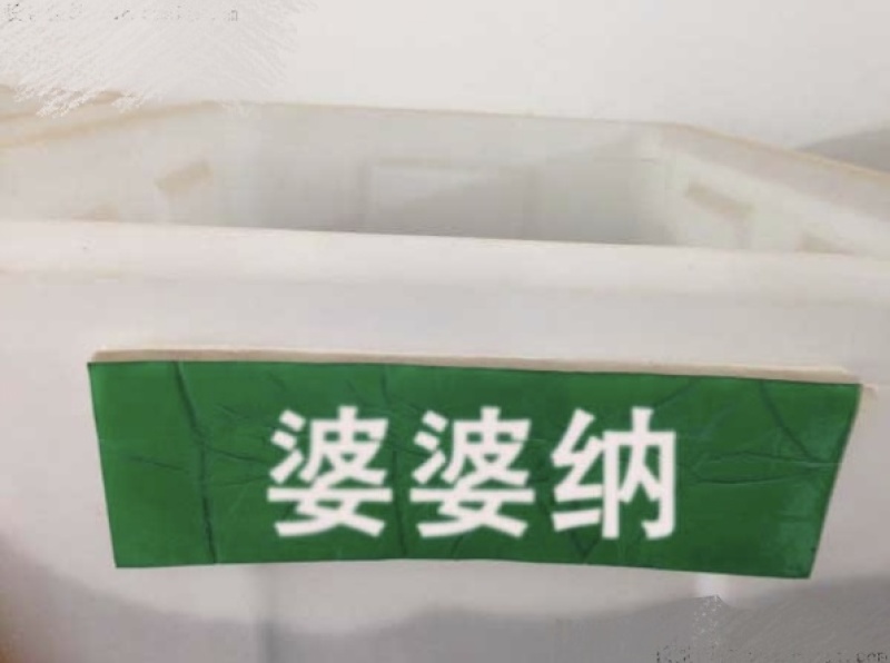 婆婆纳种子花草花籽易种家庭院室内阳台种盆栽花卉
