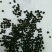 麦仙翁花种籽子耐旱鲜花种子景观绿化林木盆栽花卉种子易播种