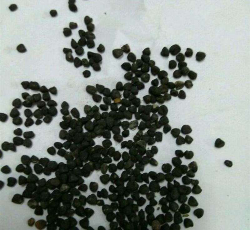 麦仙翁花种籽子耐旱鲜花种子景观绿化林木盆栽花卉种子易播种