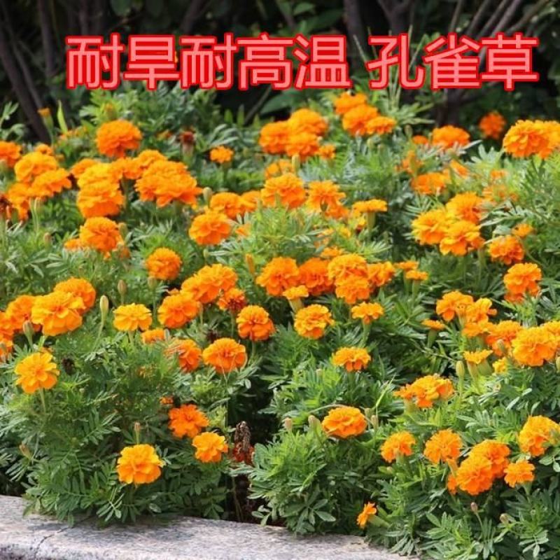 孔雀草种籽混色好养易活的花四季开花花卉种孑四季播种花种籽
