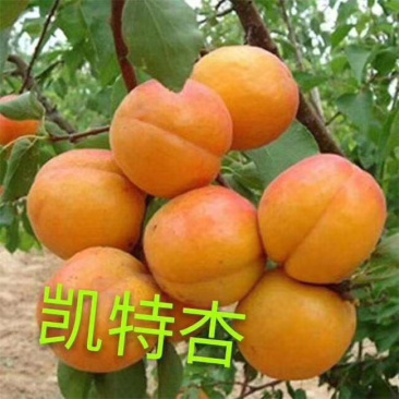 河北秦皇岛昌黎县3公分凯特,金太阳,银杏树