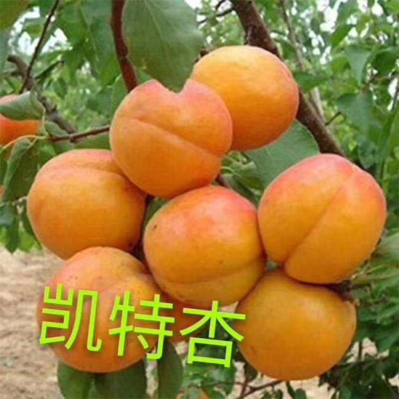 河北秦皇岛昌黎县3公分凯特，金太阳，银杏树