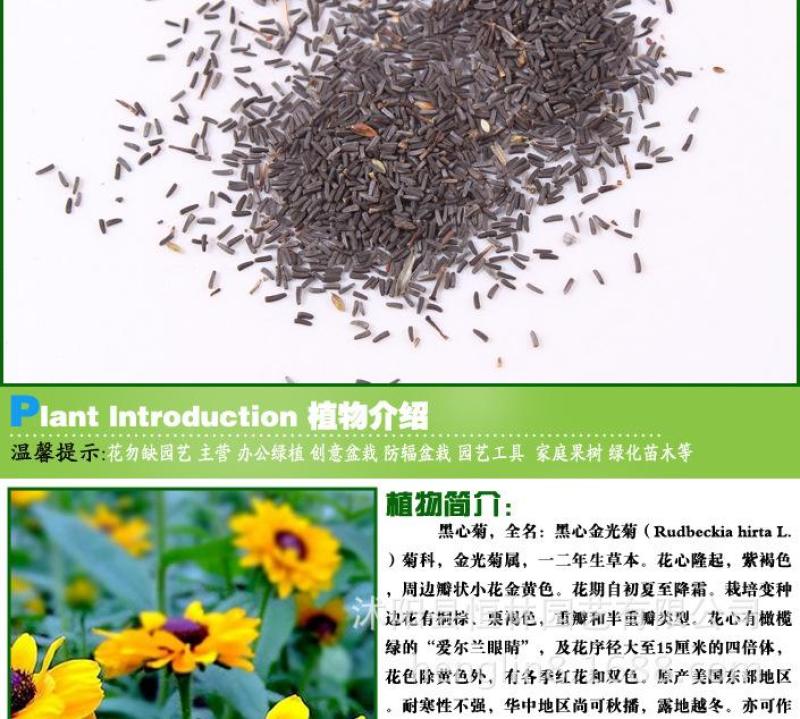 黑心金光菊花种子室外景观绿化花卉种籽多年生观花植物花卉草