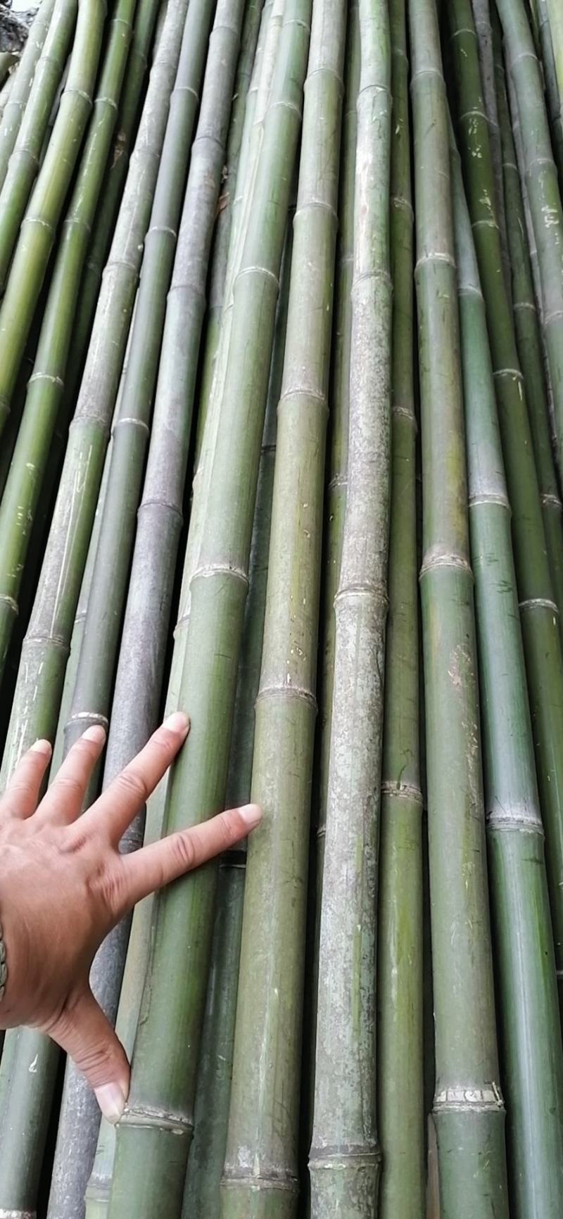 冬瓜竹，菜价竹，架菜竹，撑杆竹。旗杆竹，金竹
