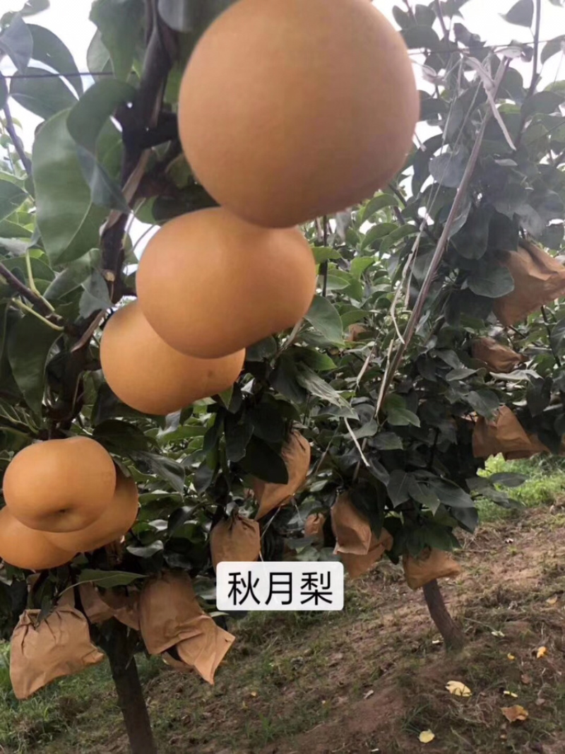 河北秦皇岛昌黎县5公分黄金、锦丰、早酥梨树