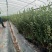 【蓝莓苗热卖】薄雾莱克西绿宝石适合南方北方栽植包技术