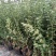 【蓝莓苗热卖】薄雾莱克西绿宝石适合南方北方栽植包技术
