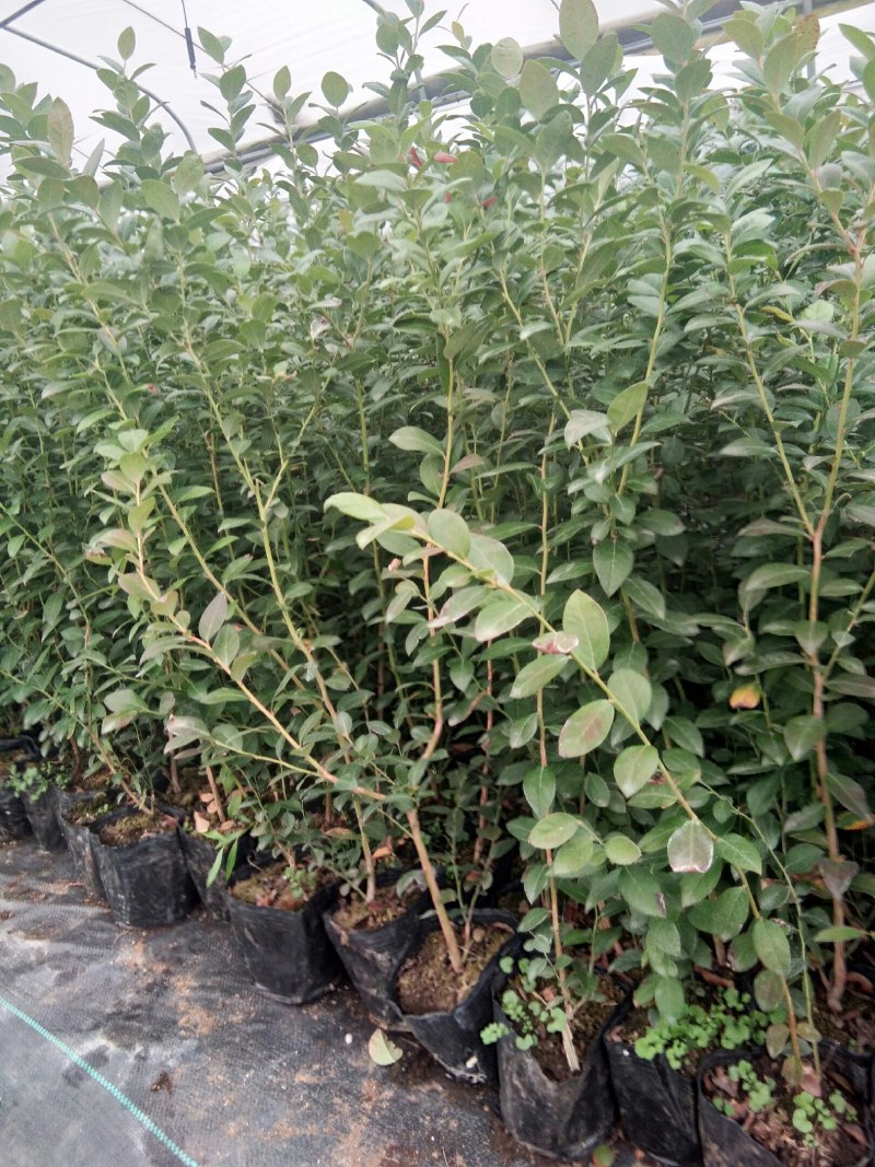 【蓝莓苗热卖】薄雾莱克西绿宝石适合南方北方栽植包技术