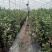 【蓝莓苗热卖】薄雾莱克西绿宝石适合南方北方栽植包技术