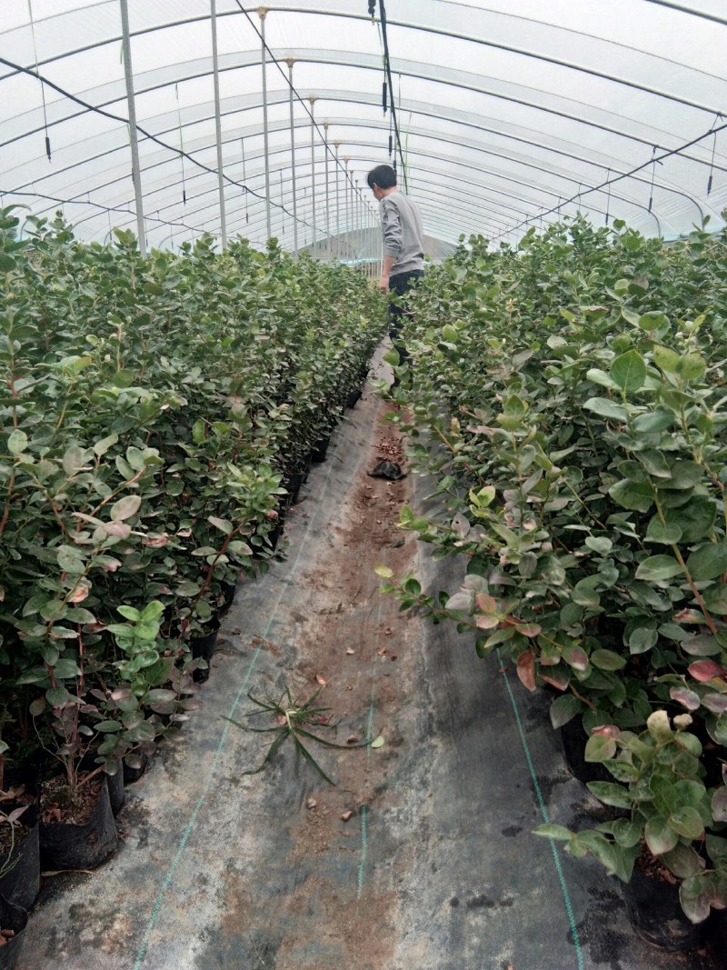 【蓝莓苗热卖】薄雾莱克西绿宝石适合南方北方栽植包技术