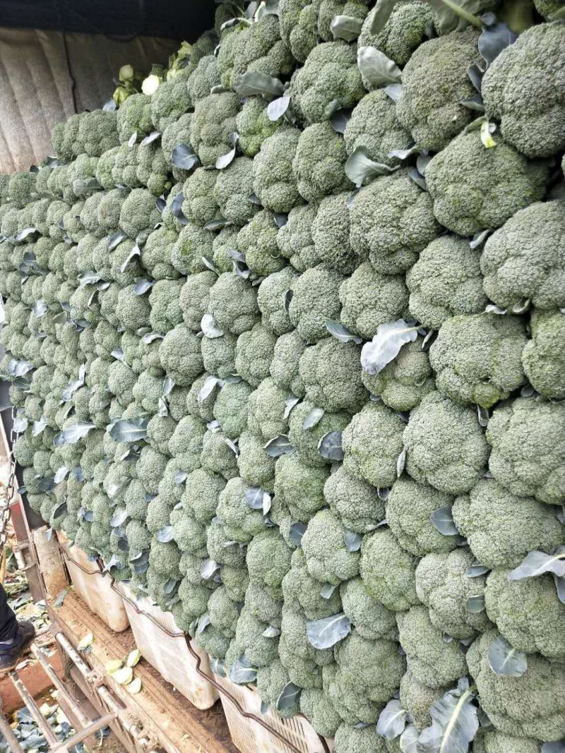 各种云南菜，西兰花豆类叶菜类