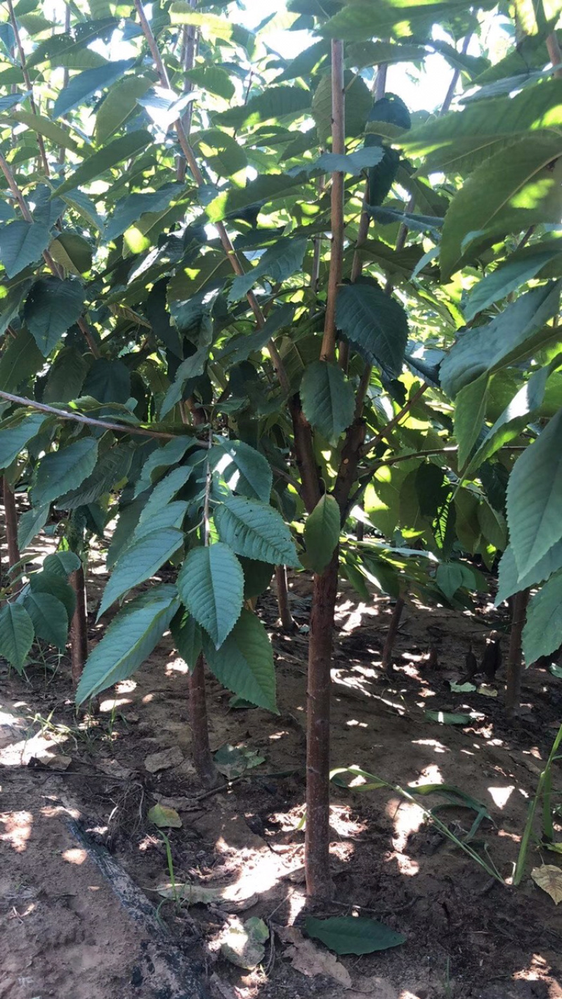 河北君林苗木种植基地秋季大量供应4-6樱桃树