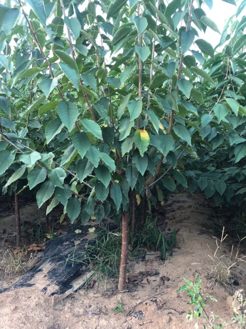 河北君林苗木种植基地秋季大量供应4-6樱桃树
