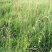 披碱草种子碱茅草抗风沙耐旱耐盐碱草籽耐寒多年生四季牧