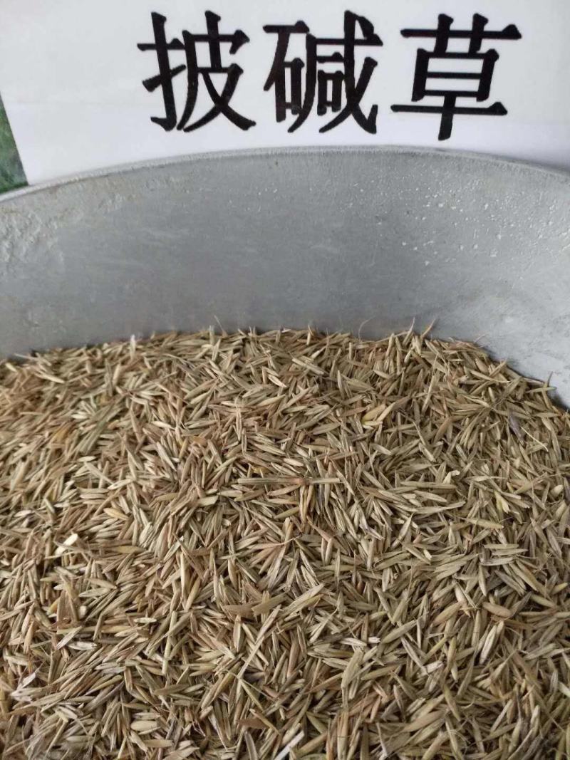 披碱草种子碱茅草抗风沙耐旱耐盐碱草籽耐寒多年生四季牧