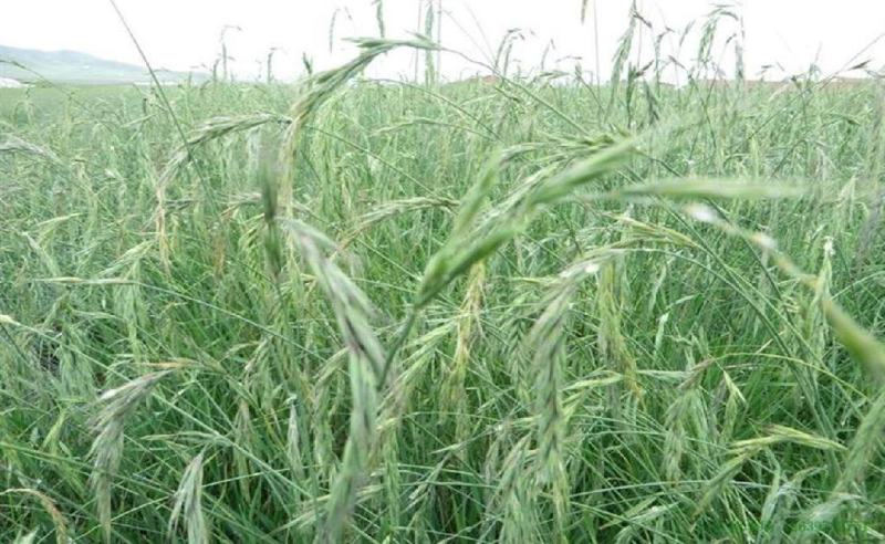 披碱草种子碱茅草抗风沙耐旱耐盐碱草籽耐寒多年生四季牧