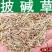 披碱草种子碱茅草抗风沙耐旱耐盐碱草籽耐寒多年生四季牧