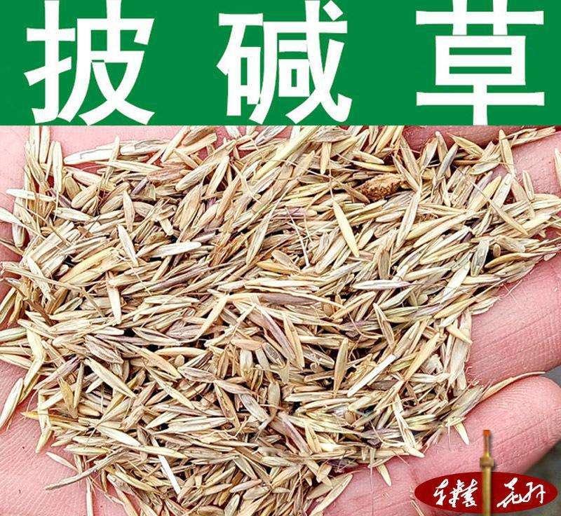 披碱草种子碱茅草抗风沙耐旱耐盐碱草籽耐寒多年生四季牧