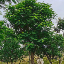 凤凰木哪里批发比较便宜漳州凤凰木种植基地直销